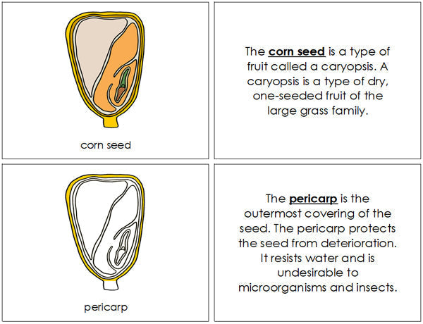 Corn Seed Nomenclature Book - Montessori Print Shop
