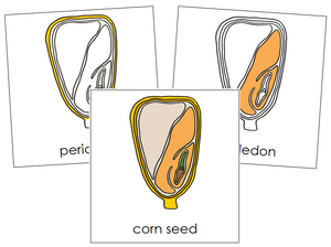 Corn Seed Nomenclature Cards - Montessori Print Shop
