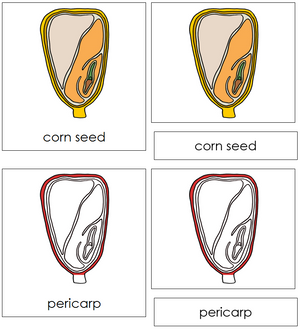 Corn Seed Nomenclature 3-Part Cards (Red) - Montessori Print Shop