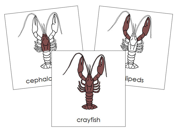 Crayfish Nomenclature Cards - Montessori Print Shop