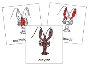Crayfish Nomenclature Cards (red) - Montessori Print Shop