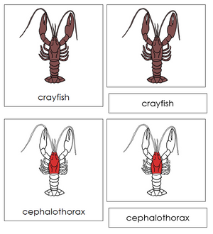 Crayfish Nomenclature 3-Part Cards (red) - Montessori Print Shop