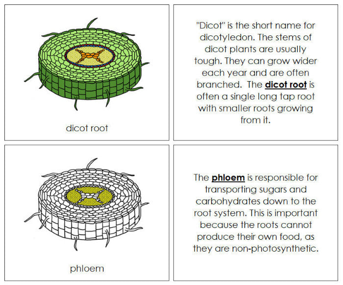 Di Root Print Plug In Dicot Root