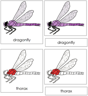 Dragonfly Nomenclature 3-Part Cards (red) - Montessori Print Shop