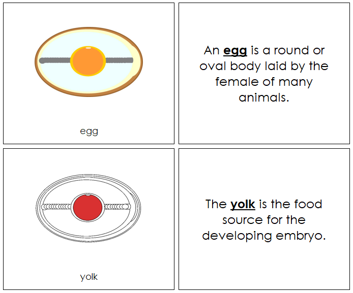 Egg Nomenclature Book (red) - Montessori Print Shop
