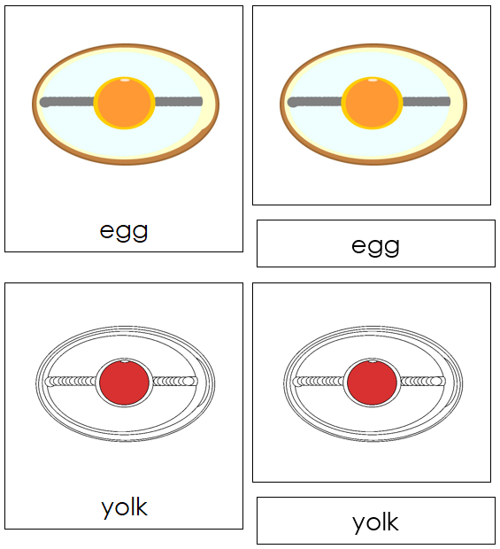 Egg Nomenclature Cards (red) - Montessori Print Shop