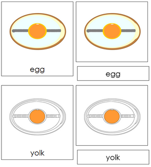 Egg Nomenclature 3-Part Cards - Montessori Print Shop