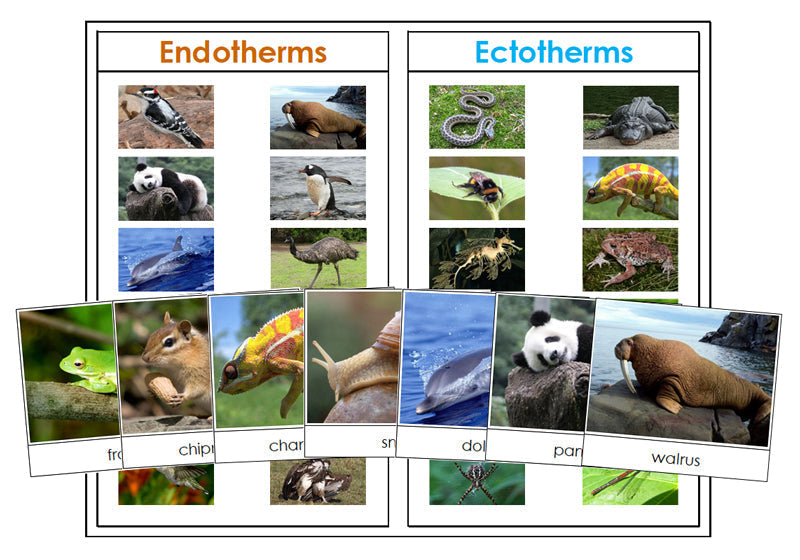 Endotherm or Ectotherm Animals - Montessori Print Shop zoology printable