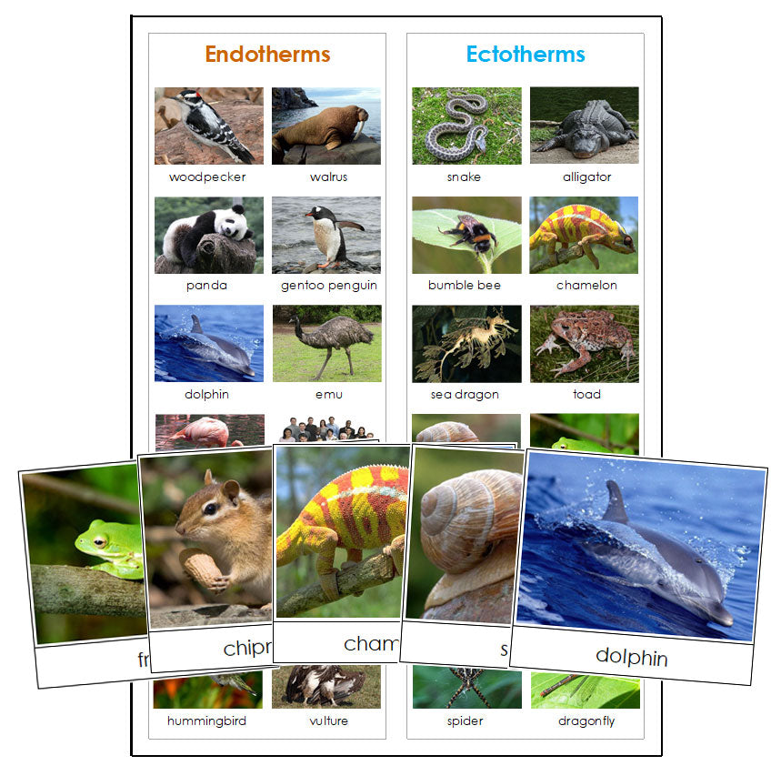 Animals: Endothermic or Ectothermic? - Montessori Print Shop