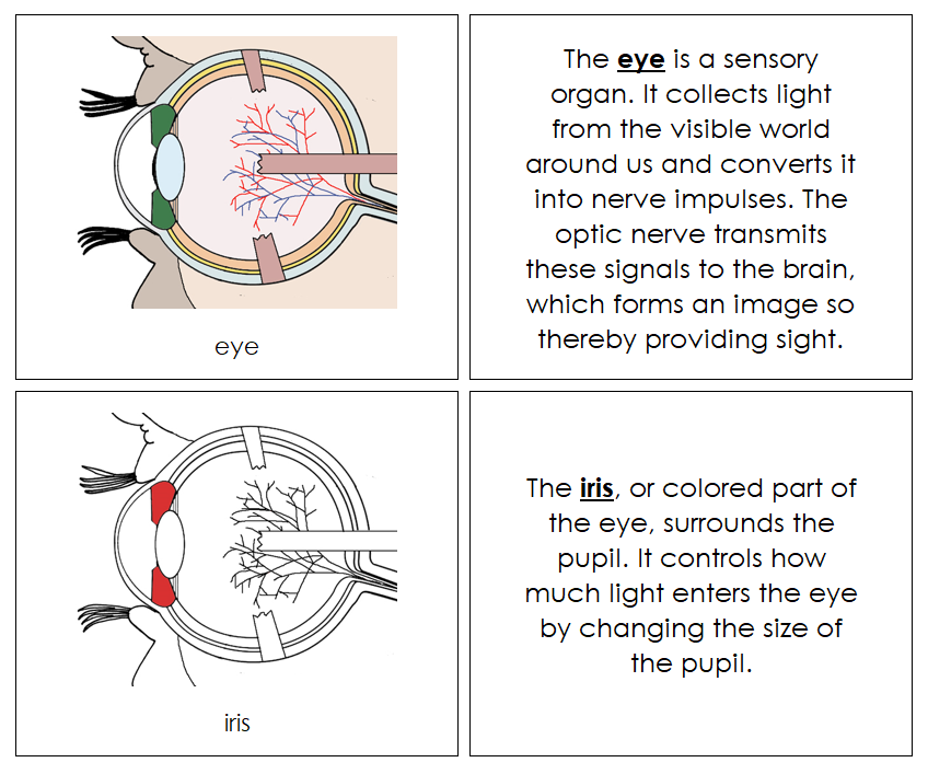 Duction Names Eye Parts of a Human Eye Nomenclature Book (red)- Montessori Print Shop