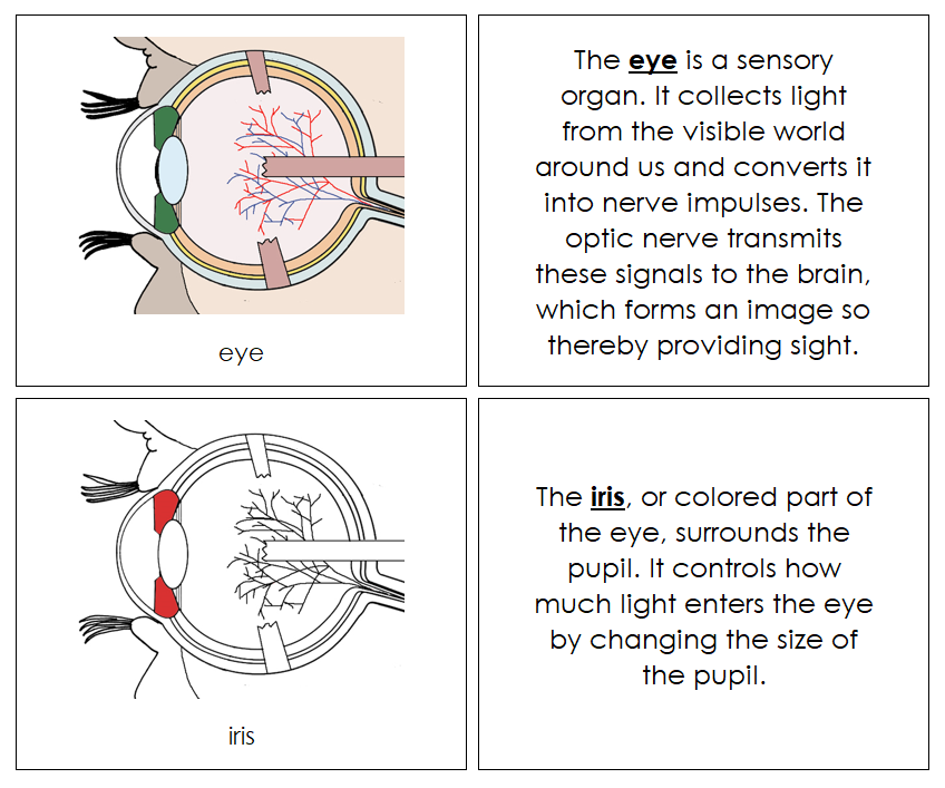 Eye Nomenclature Book (red) - Montessori Print Shop