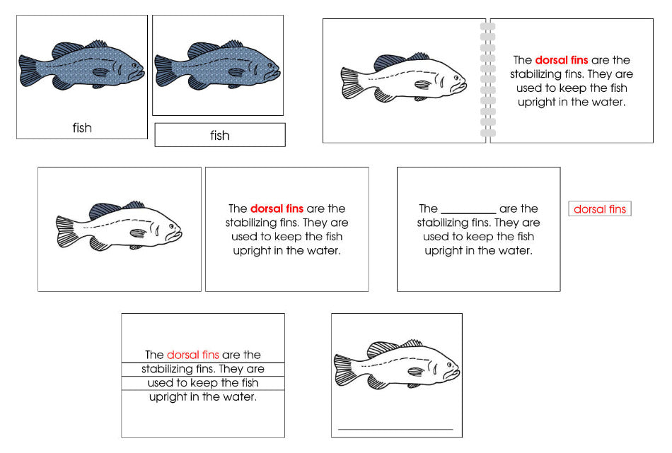 Fish Definition Set (color) - Montessori Print Shop
