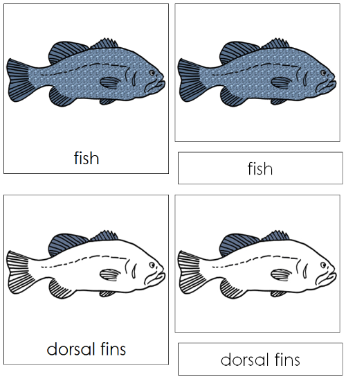 Fish Nomenclature Cards - Montessori Print Shop