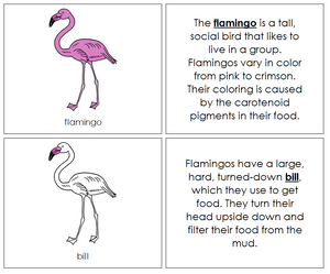 Parts of a  Flamingo Nomenclature Book - Montessori Print Shop