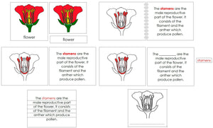 Flower Definition Set - Montessori Print Shop nomenclature