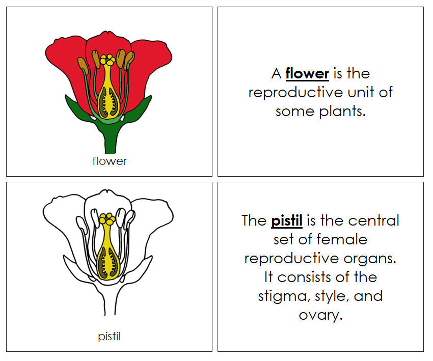 Flower Nomenclature Book - Montessori Print Shop