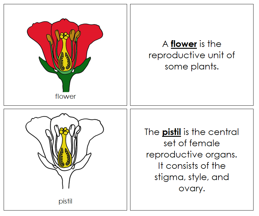 Botany Nomenclature Bundle Set 1 Montessori Print Shop   FlowerNomenBk 2 032830f9 6a09 4a1a 8da7 74cc95303511 1600x 