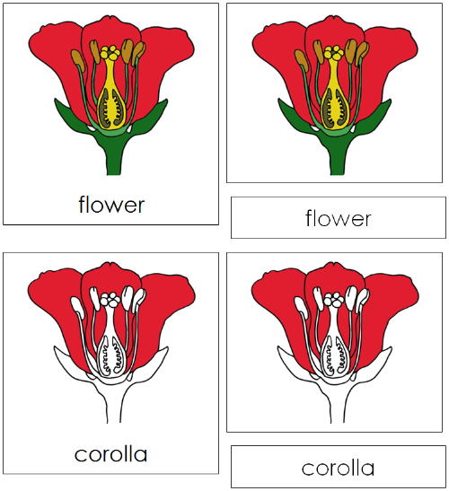 Flower Nomenclature Cards - Montessori Print Shop
