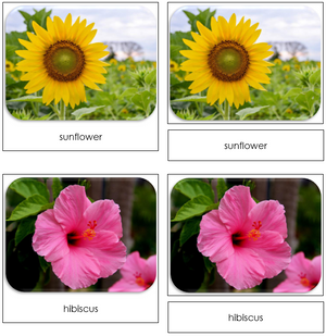 Flowers - Safari Toob Cards