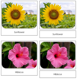 Flowers Safari Toob Cards - Montessori Print Shop