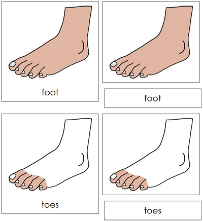 Foot Nomenclature Cards - Montessori Print Shop