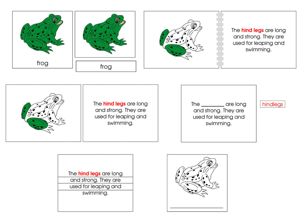 Frog Definition Set (color) Montessori Print Shop