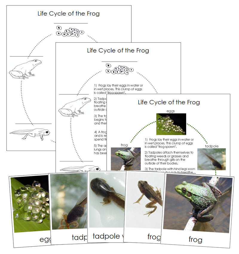Frog Life Cycle Nomenclature Cards & Charts - Montessori Print Shop