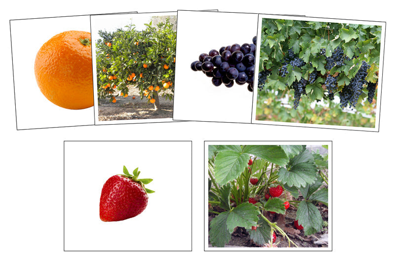 Fruit & Plant Matching Cards - Montessori Print Shop preschool cards