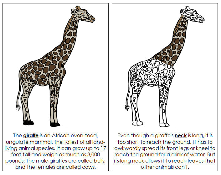 Giraffe Nomenclature Book - Montessori Print Shop