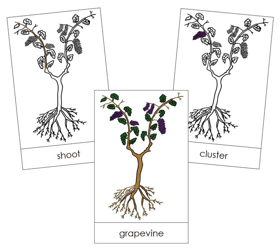 Grapevine Nomenclature Cards - Montessori Print Shop