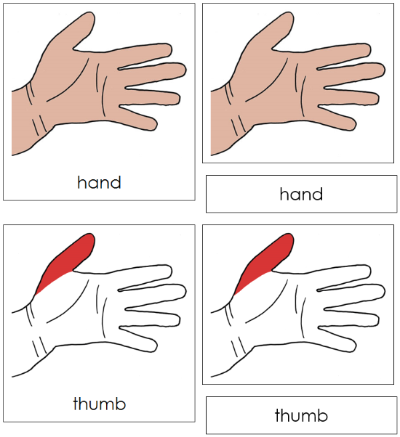 Hand Nomenclature Cards (red) - Montessori Print Shop