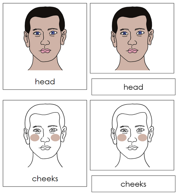 Head Nomenclature Cards - Montessori Print Shop