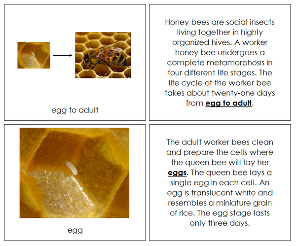 Honey Bee Life Cycle Nomenclature Book - Montessori Print Shop