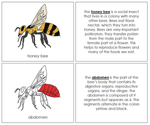 Honey Bee Nomenclature Book (red) - Montessori Print Shop