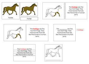 Horse Definition Set - Montessori Print Shop nomenclature