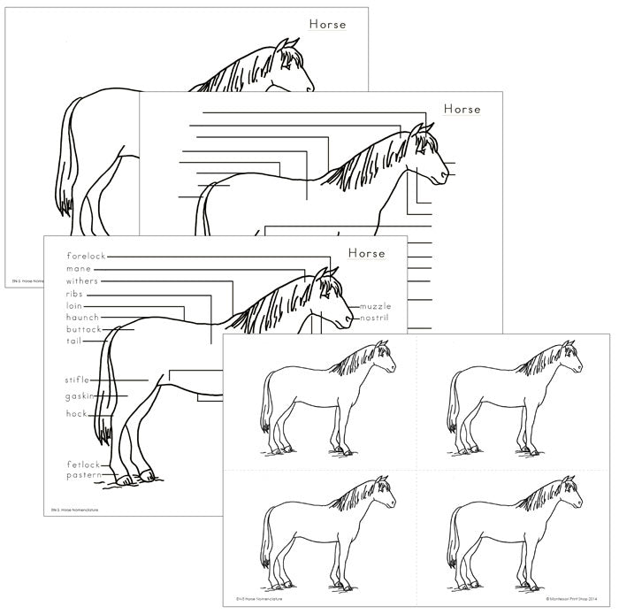 Elementary Horse Nomenclature - Montessori Print Shop