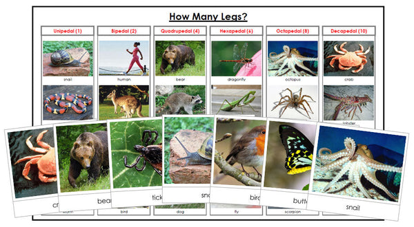 Animal's Legs Math Animals: How Many Legs? - Montessori Print Shop