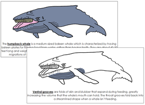 Humpback Whale Nomenclature Book - Montessori Print Shop