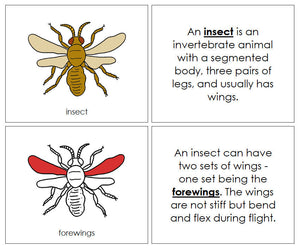 Parts of an Insect Nomenclature Book (red) - Montessori Print Shop