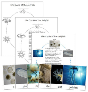 Jellyfish Life Cycle Nomenclature Cards & Charts - Montessori Print Shop