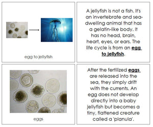 Jellyfish Life Cycle Book - Montessori Print Shop