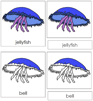 Jellyfish Nomenclature 3-Part Cards - Montessori Print Shop