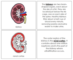 Kidney Nomenclature Book (red) - Montessori Print Shop