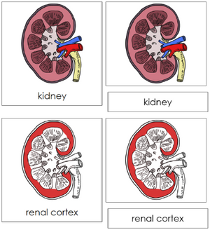 Kidney Nomenclature 3-Part Cards (red)  - Montessori Print Shop