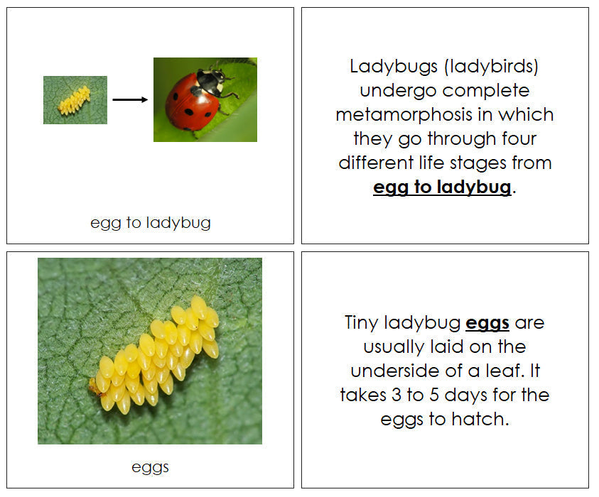 The Life-Cycle of a Ladybug