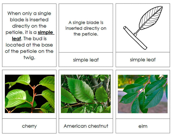 Leaf Arrangements - Montessori Print Shop