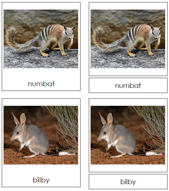 Marsupial 3-Part Cards - Montessori Print Shop