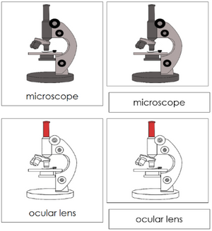 Microscope Nomenclature 3-Part Cards (red) - Montessori Print Shop