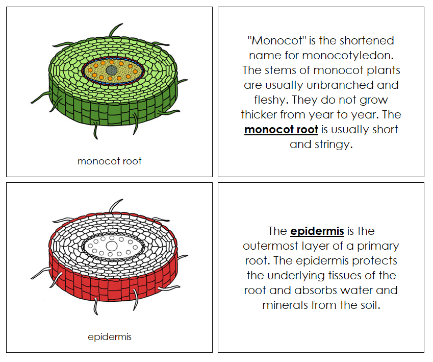 Monocot Nomenclature Book (red) - Montessori Print Shop