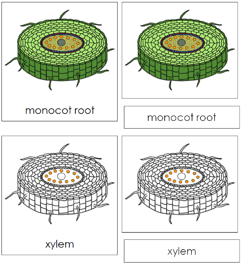 Monocot Root Nomenclature Cards - Montessori Print Shop